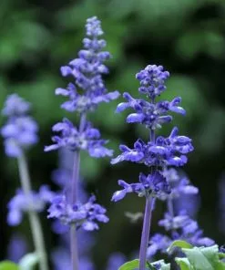 Fast Growing Trees Big Time Blue Lavender 9 Fast Growing Trees Big Time Blue Lavender