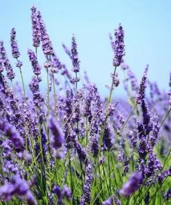 Fast Growing Trees Big Time Blue Lavender