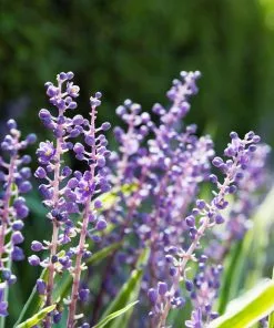 Fast Growing Trees Shade Lovers Big Blue Liriope Plant 9 Fast Growing Trees Shade Lovers Big Blue Liriope Plant