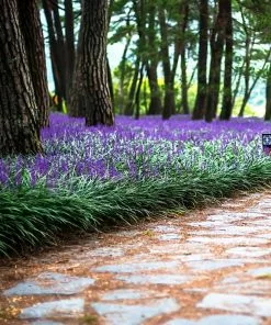 Fast Growing Trees Shade Lovers Big Blue Liriope Plant 8 Fast Growing Trees Shade Lovers Big Blue Liriope Plant