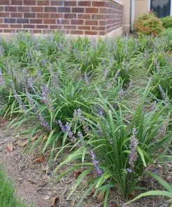 Fast Growing Trees Shade Lovers Big Blue Liriope Plant