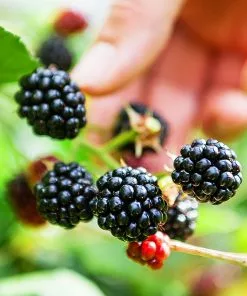 Fast Growing Trees Big Daddy Blackberry Bush Blackberry Bushes