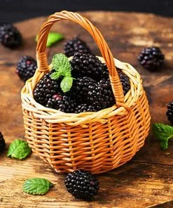 Fast Growing Trees Big Daddy Blackberry Bush Blackberry Bushes