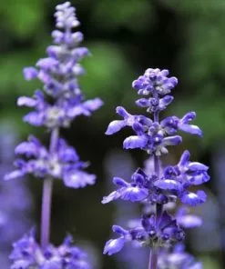 Fast Growing Trees Big Time Blue Lavender 10 Fast Growing Trees Big Time Blue Lavender