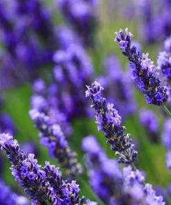 Fast Growing Trees Big Time Blue Lavender 11 Fast Growing Trees Big Time Blue Lavender