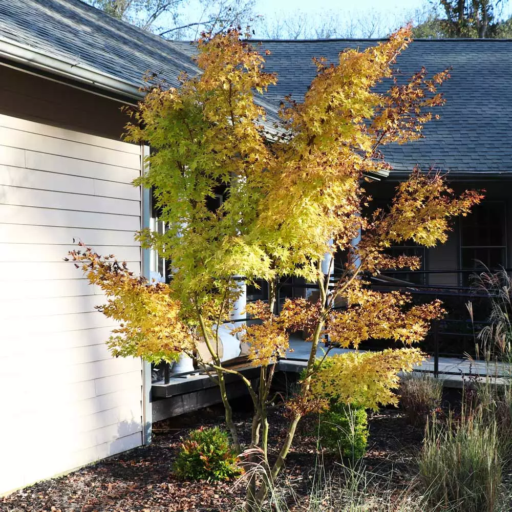 Fast Growing Trees Japanese Maples Bihou Japanese Maple Tree 7 Fast Growing Trees Japanese Maples Bihou Japanese Maple Tree