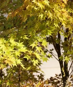 Fast Growing Trees Japanese Maples Bihou Japanese Maple Tree 9 Fast Growing Trees Japanese Maples Bihou Japanese Maple Tree