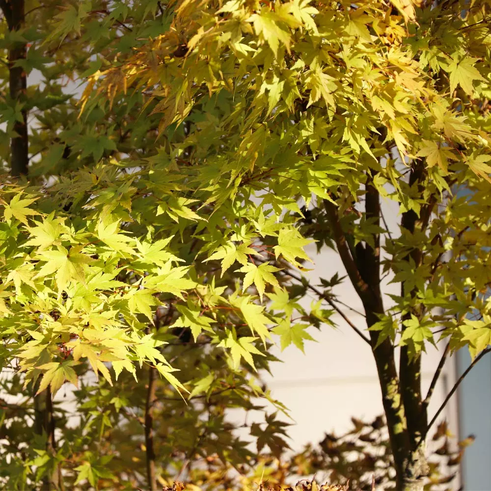 Fast Growing Trees Japanese Maples Bihou Japanese Maple Tree 5 Fast Growing Trees Japanese Maples Bihou Japanese Maple Tree