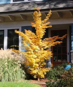 Fast Growing Trees Japanese Maples Bihou Japanese Maple Tree 10 Fast Growing Trees Japanese Maples Bihou Japanese Maple Tree