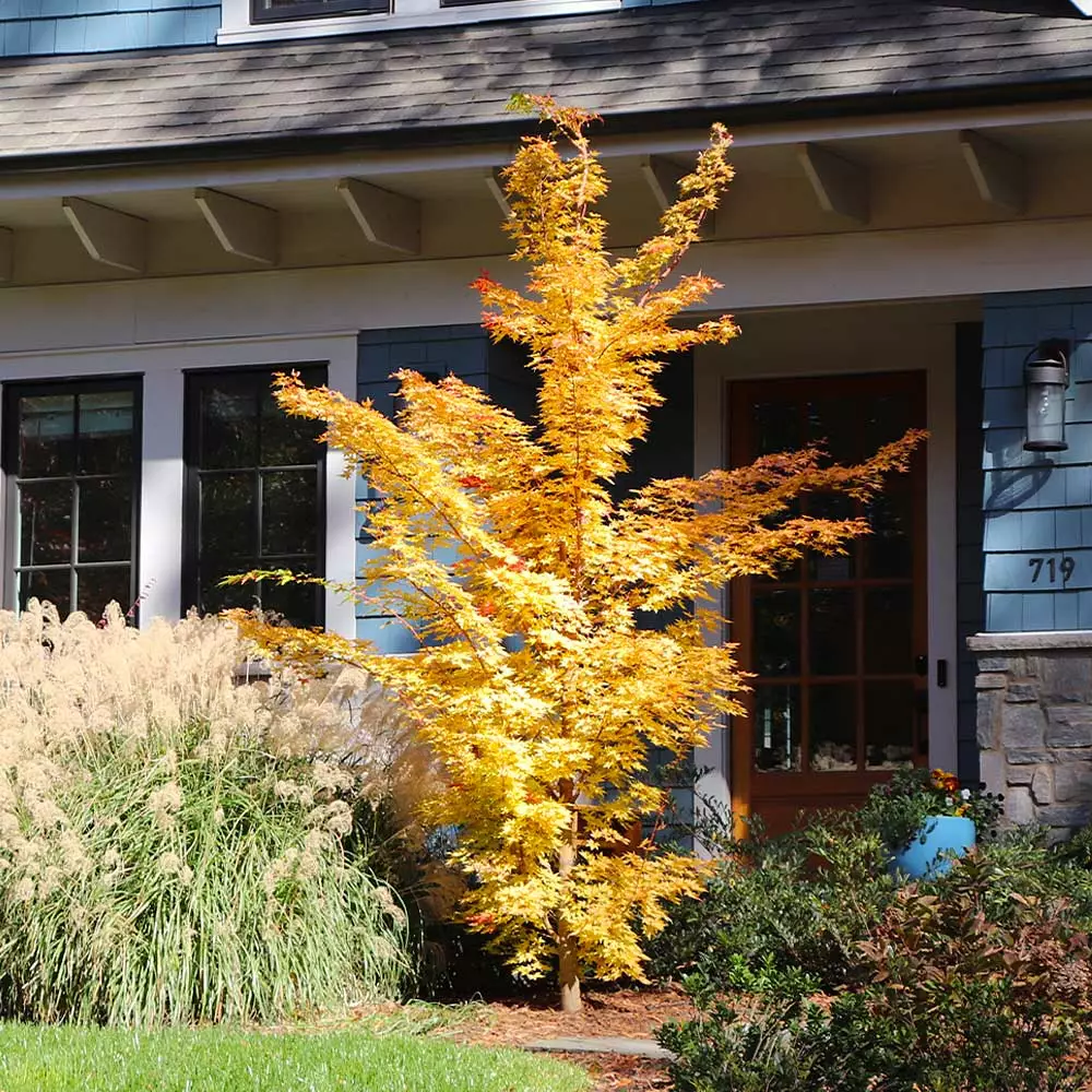 Fast Growing Trees Japanese Maples Bihou Japanese Maple Tree 6 Fast Growing Trees Japanese Maples Bihou Japanese Maple Tree