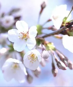 Fast Growing Trees Bing Cherry Tree Cherry Trees 9 Fast Growing Trees Bing Cherry Tree Cherry Trees