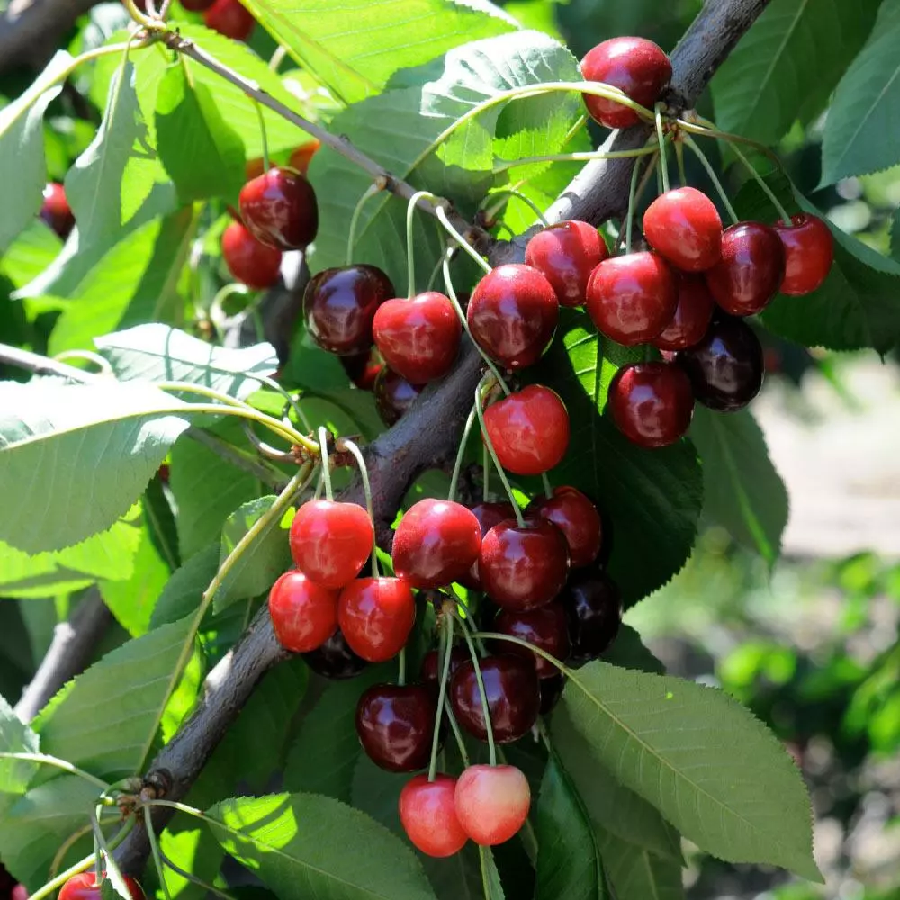 Fast Growing Trees Cherry Trees Bing Cherry Tree 5 Fast Growing Trees Cherry Trees Bing Cherry Tree