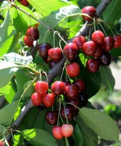 Fast Growing Trees Bing Cherry Tree Cherry Trees 8 Fast Growing Trees Bing Cherry Tree Cherry Trees