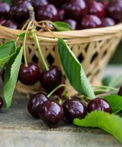 Fast Growing Trees Cherry Trees Bing Cherry Tree