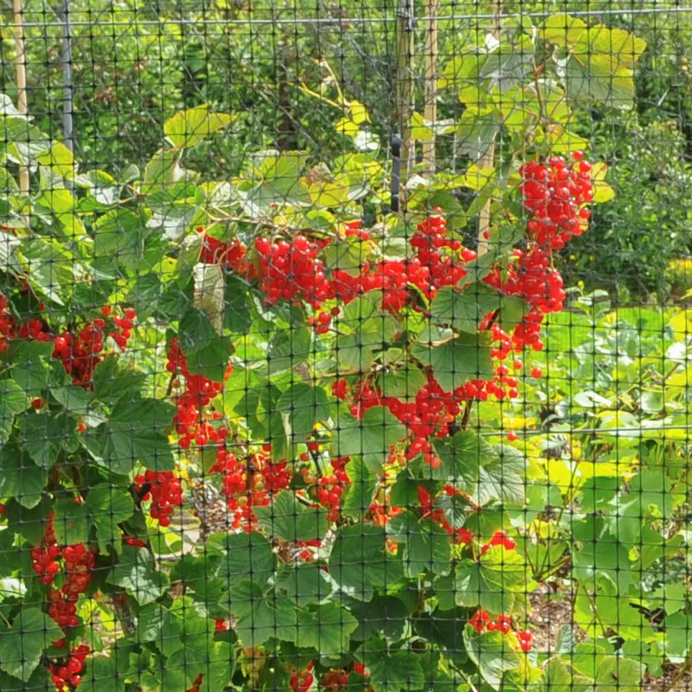 Fast Growing Trees Bird Netting Garden Supplies 5 Fast Growing Trees Bird Netting Garden Supplies