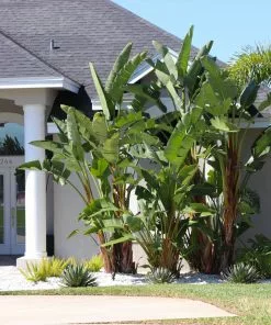 Fast Growing Trees Bird Of Paradise - Orange 11 Fast Growing Trees Bird Of Paradise - Orange