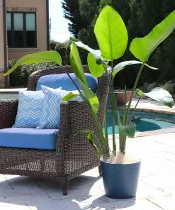 Fast Growing Trees Bird Of Paradise - Orange 13 Fast Growing Trees Bird Of Paradise - Orange