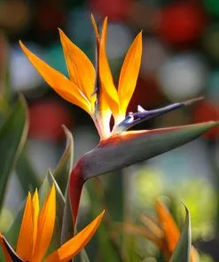 Fast Growing Trees Bird Of Paradise - Orange