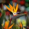 Fast Growing Trees Bird Of Paradise - Orange 1 Fast Growing Trees Bird Of Paradise - Orange