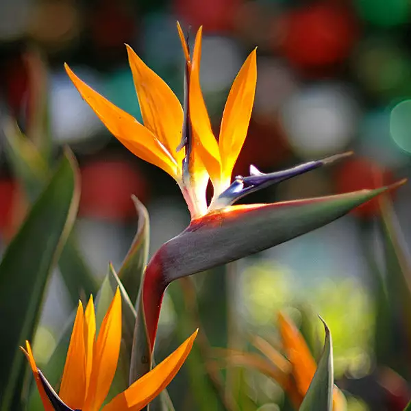 Fast Growing Trees Bird Of Paradise - Orange 3 Fast Growing Trees Bird Of Paradise - Orange
