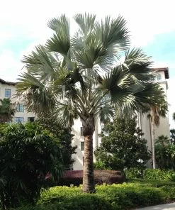 Fast Growing Trees Bismarck Palm Tree Palm Trees 9 Fast Growing Trees Bismarck Palm Tree Palm Trees