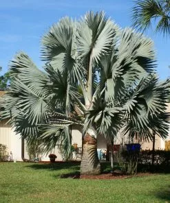 Fast Growing Trees Bismarck Palm Tree Palm Trees
