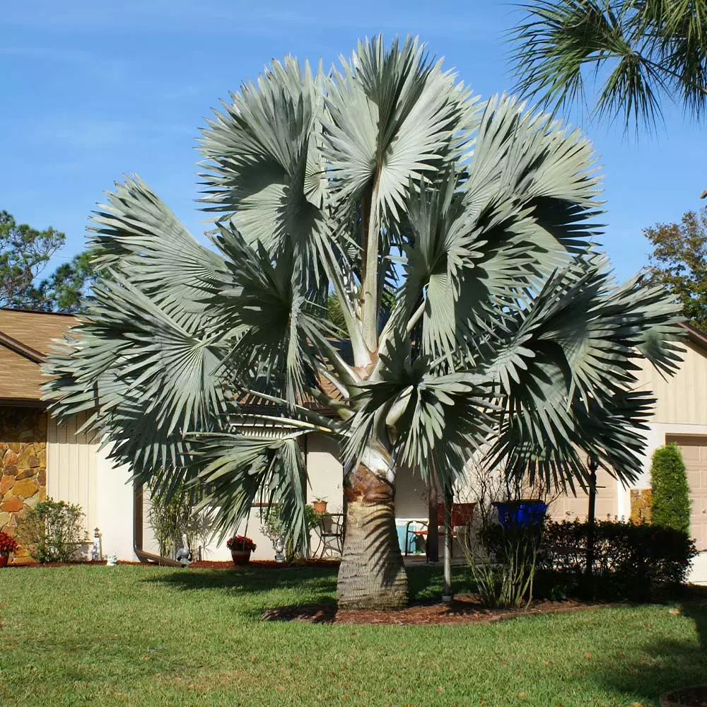 Fast Growing Trees Bismarck Palm Tree Palm Trees 4 Fast Growing Trees Bismarck Palm Tree Palm Trees