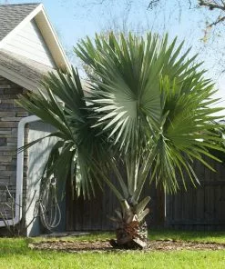 Fast Growing Trees Bismarck Palm Tree Palm Trees 10 Fast Growing Trees Bismarck Palm Tree Palm Trees