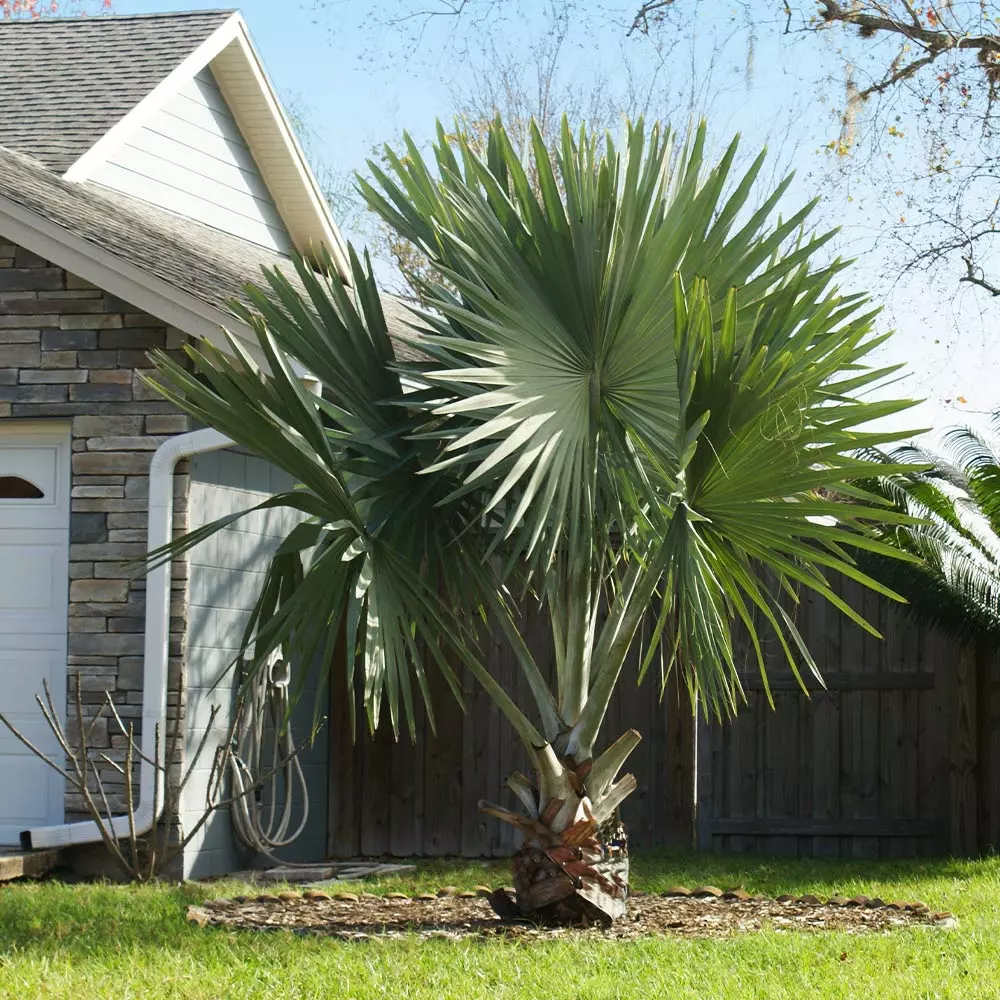 Fast Growing Trees Bismarck Palm Tree Palm Trees 6 Fast Growing Trees Bismarck Palm Tree Palm Trees