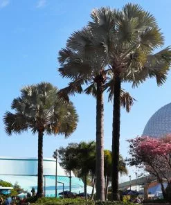 Fast Growing Trees Bismarck Palm Tree Palm Trees 11 Fast Growing Trees Bismarck Palm Tree Palm Trees