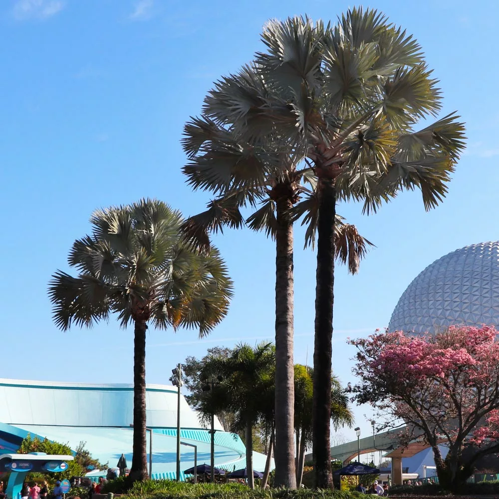 Fast Growing Trees Bismarck Palm Tree Palm Trees 7 Fast Growing Trees Bismarck Palm Tree Palm Trees
