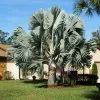 Fast Growing Trees Bismarck Palm Tree Palm Trees 2 Fast Growing Trees Bismarck Palm Tree Palm Trees