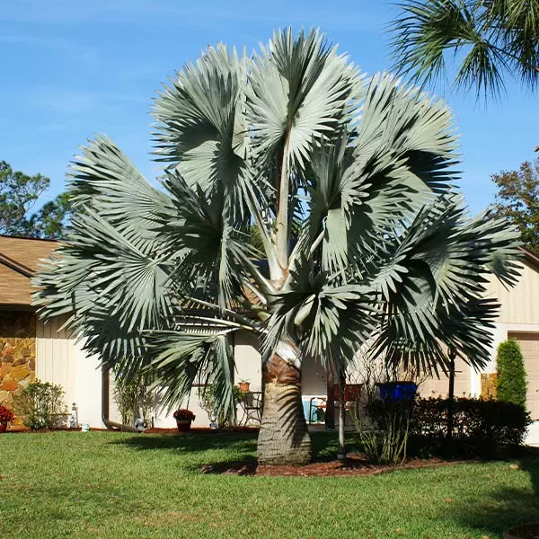 Fast Growing Trees Bismarck Palm Tree Palm Trees 3 Fast Growing Trees Bismarck Palm Tree Palm Trees