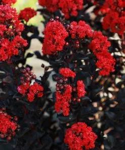Fast Growing Trees Crape Myrtles Black Diamond® Radiant Red Crape Myrtle