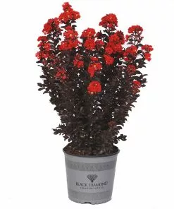 Fast Growing Trees Crape Myrtles Black Diamond® Radiant Red Crape Myrtle 9 Fast Growing Trees Crape Myrtles Black Diamond® Radiant Red Crape Myrtle