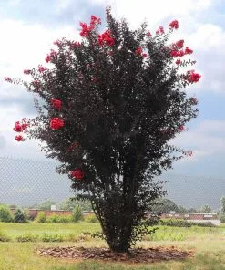 Fast Growing Trees Crape Myrtles Black Diamond® Radiant Red Crape Myrtle 8 Fast Growing Trees Crape Myrtles Black Diamond® Radiant Red Crape Myrtle