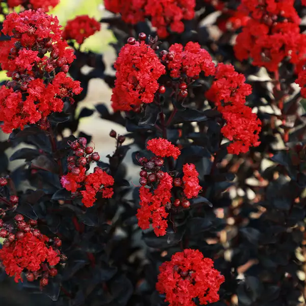 Fast Growing Trees Crape Myrtles Black Diamond® Radiant Red Crape Myrtle 3 Fast Growing Trees Crape Myrtles Black Diamond® Radiant Red Crape Myrtle