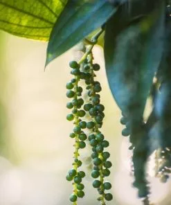 Fast Growing Trees Black Pepper Plant 9 Fast Growing Trees Black Pepper Plant