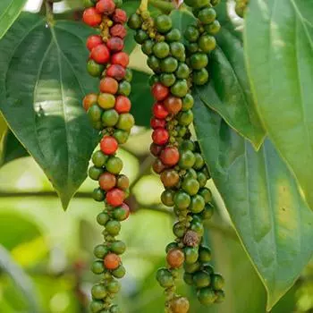 Fast Growing Trees Black Pepper Plant 3 Fast Growing Trees Black Pepper Plant