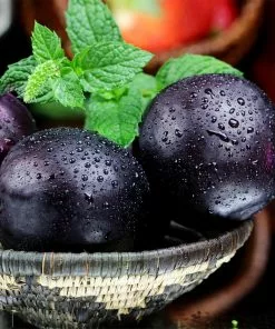 Fast Growing Trees Black Ice Plum Tree