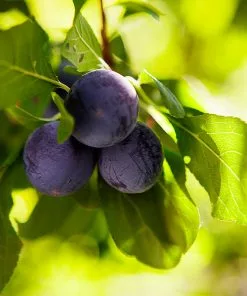 Fast Growing Trees Black Ice Plum Tree 10 Fast Growing Trees Black Ice Plum Tree