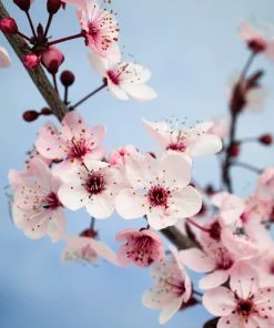 Fast Growing Trees Black Ice Plum Tree 11 Fast Growing Trees Black Ice Plum Tree