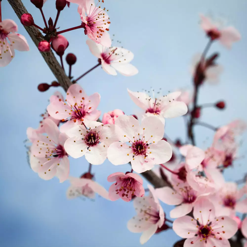 Fast Growing Trees Black Ice Plum Tree 6 Fast Growing Trees Black Ice Plum Tree