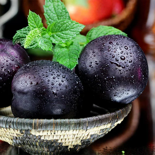 Fast Growing Trees Black Ice Plum Tree 3 Fast Growing Trees Black Ice Plum Tree