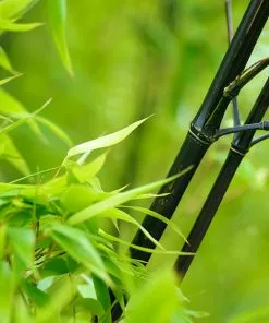 Fast Growing Trees Bamboo Trees Black Bamboo 12 Fast Growing Trees Bamboo Trees Black Bamboo