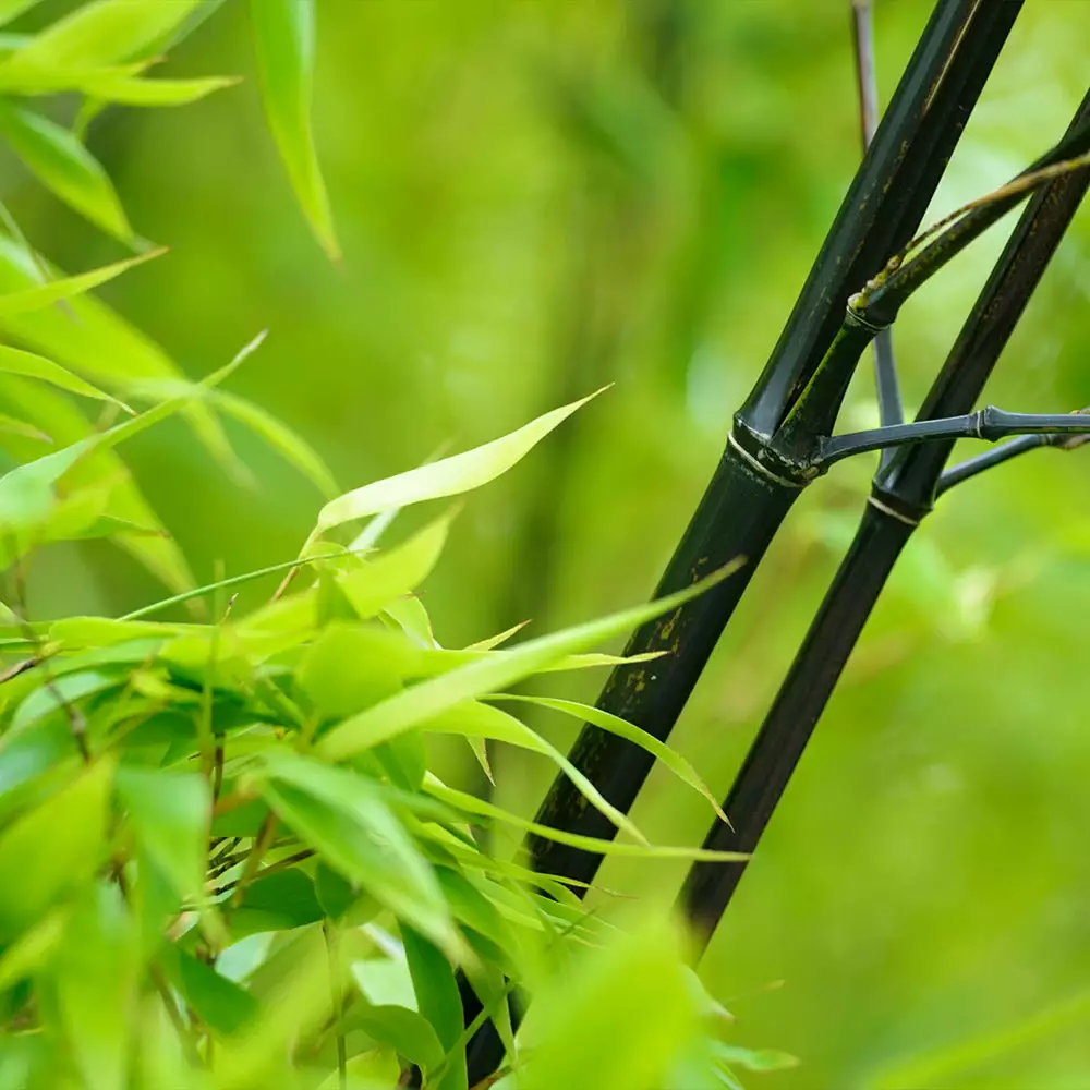 Fast Growing Trees Bamboo Trees Black Bamboo 7 Fast Growing Trees Bamboo Trees Black Bamboo