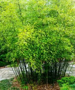 Fast Growing Trees Bamboo Trees Black Bamboo 11 Fast Growing Trees Bamboo Trees Black Bamboo