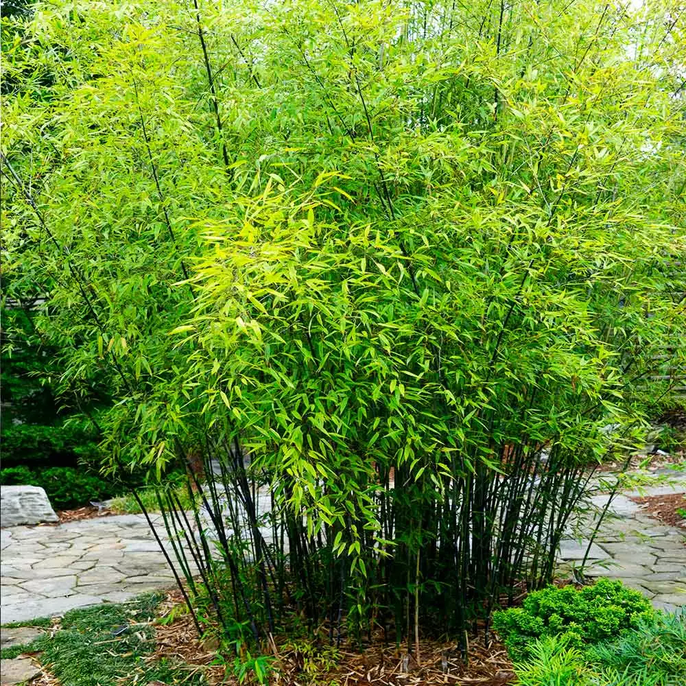 Fast Growing Trees Bamboo Trees Black Bamboo 6 Fast Growing Trees Bamboo Trees Black Bamboo