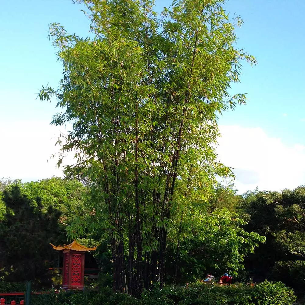 Fast Growing Trees Bamboo Trees Black Bamboo 8 Fast Growing Trees Bamboo Trees Black Bamboo