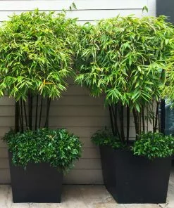 Fast Growing Trees Bamboo Trees Black Bamboo 10 Fast Growing Trees Bamboo Trees Black Bamboo